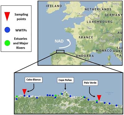 Microplastics pollution in genetically connected populations of Holothuria forskali from south Bay of Biscay